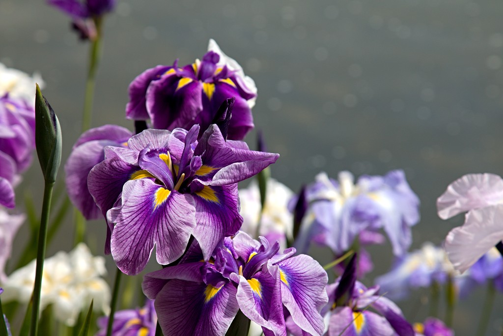 japanse tuin belgie hasselt koivissen gele Iris ensata koi Cyprinus carpio lente bloesem kersenbloesem voorjaar